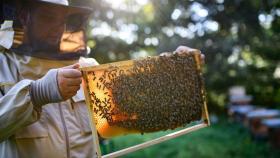 Россельхознадзор расследует массовую гибель пчёл в Алтайском крае